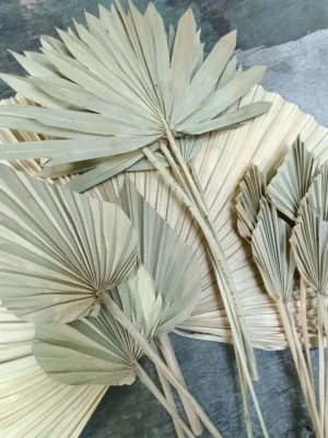 Пальмові листя