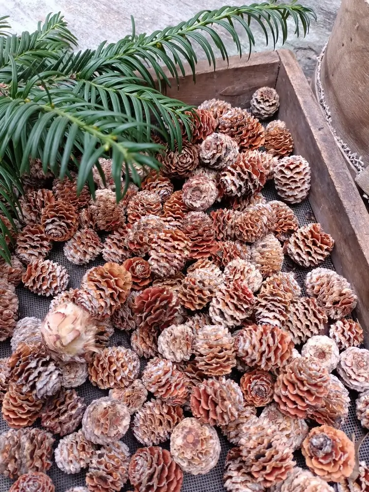 Шишки середньоземноморські