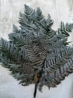 Папороть Leatherleaf fern зелена
