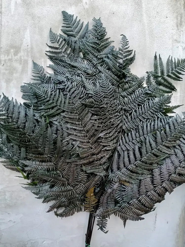 Папороть Leatherleaf fern зелена