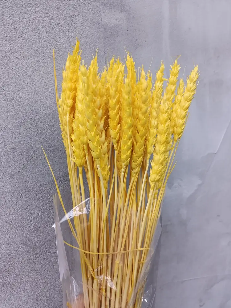 Пшениця жовта