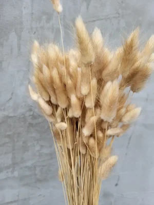 Лагурус
