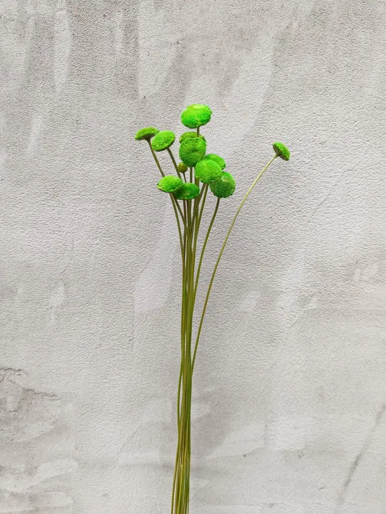 Ботао зелений