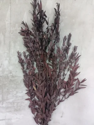 Евкаліпт Parvifoliae бордовий