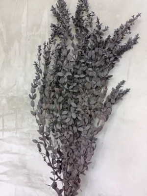 Евкаліпт Parvifoliae темний