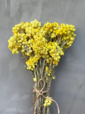 Піщаний цмін