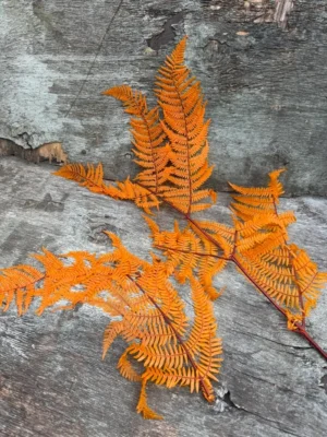 Папороть Leatherleaf fern помаранчева ЛОМ