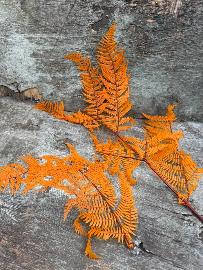 Папороть Leatherleaf fern помаранчева ЛОМ