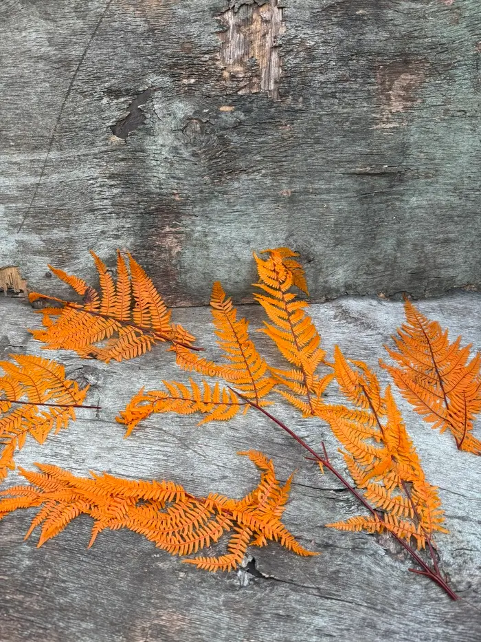 Папороть Leatherleaf fern помаранчева ЛОМ - Зображення 3