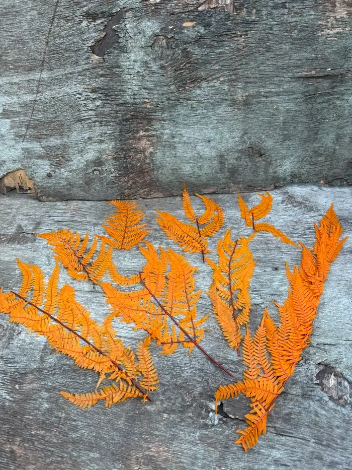 Папороть Leatherleaf fern помаранчева ЛОМ - Зображення 4