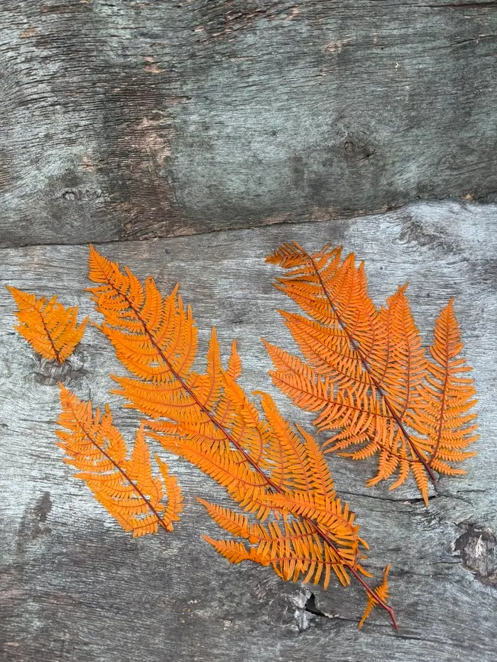Папороть Leatherleaf fern помаранчева