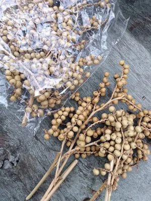 Сухоцвіт натуральний Canella