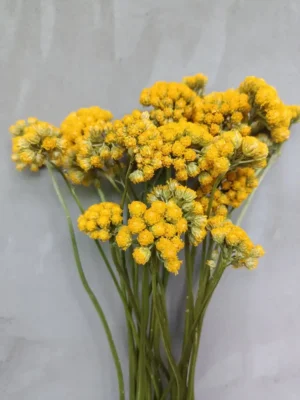 Лонас