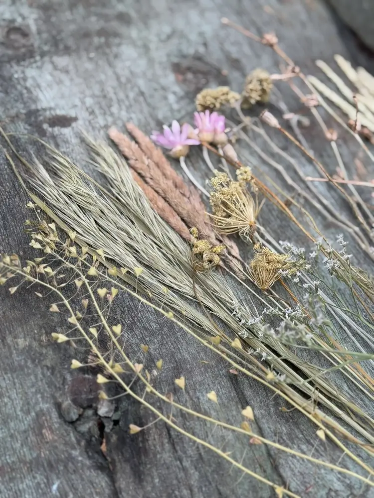 Гербарій польові трави
