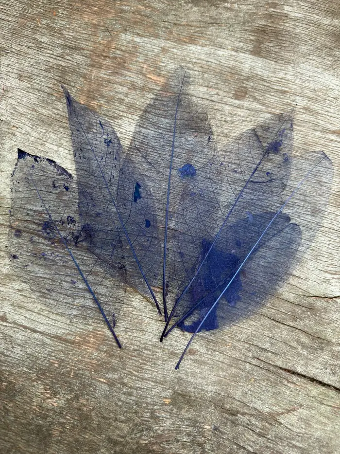 Скелетовані листя маленькі довгі сині