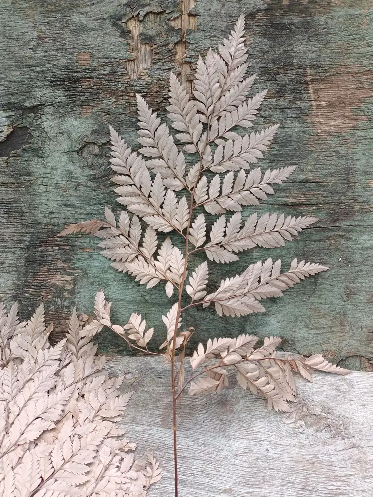 Папороть Leatherleaf fern кофейна - Зображення 3