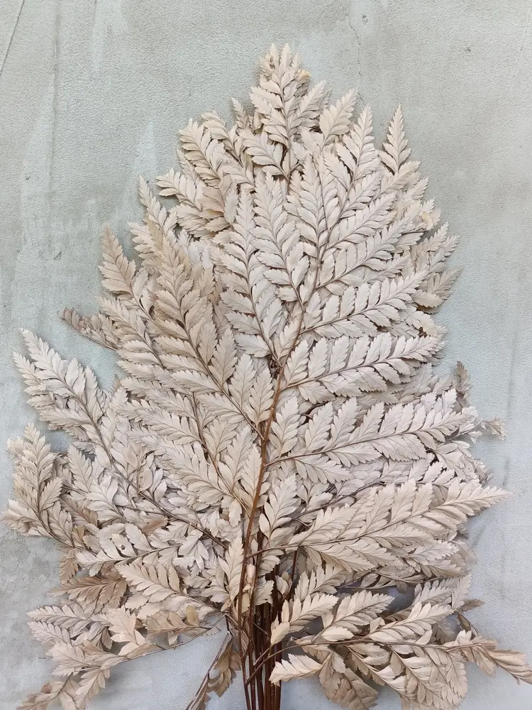 Папороть Leatherleaf fern кофейна
