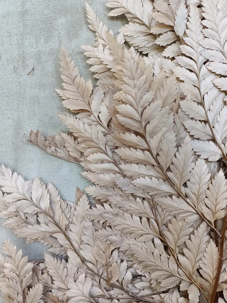 Папороть Leatherleaf fern кофейна - Зображення 2