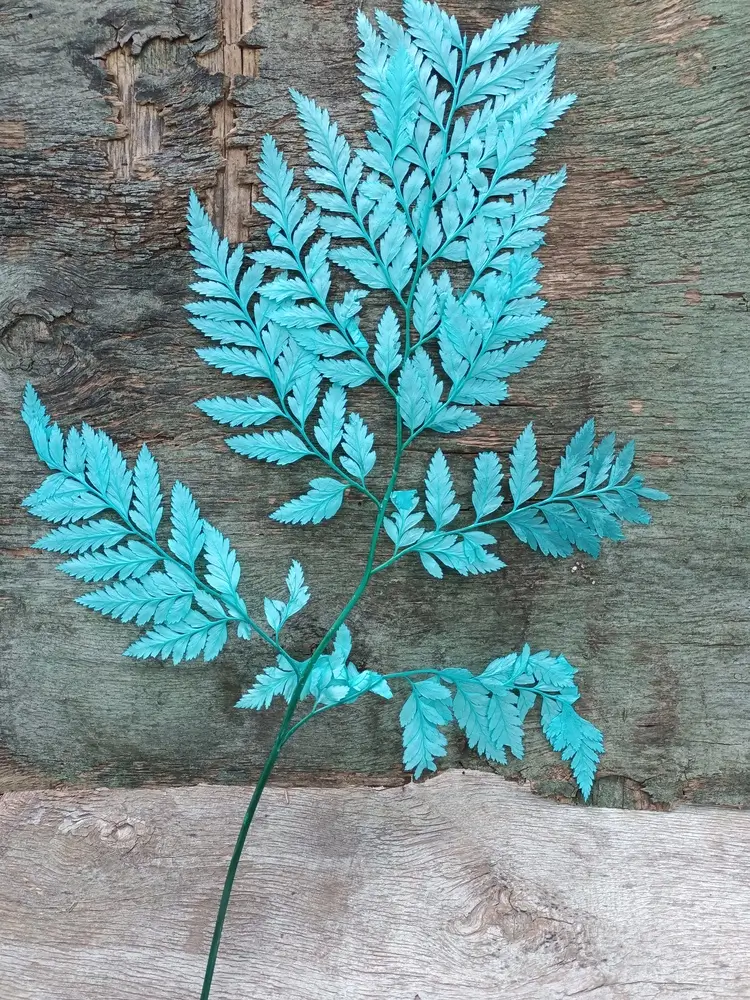 Папороть Leatherleaf fern бірюзова - Зображення 2