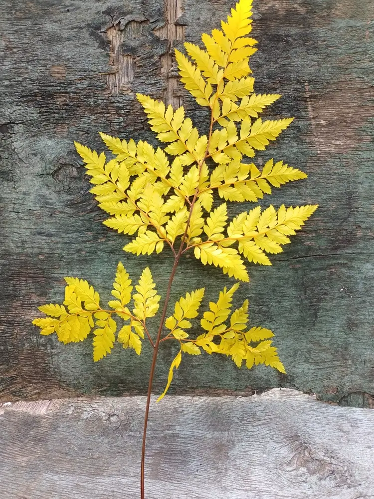 Папороть Leatherleaf fern жовта - Зображення 3