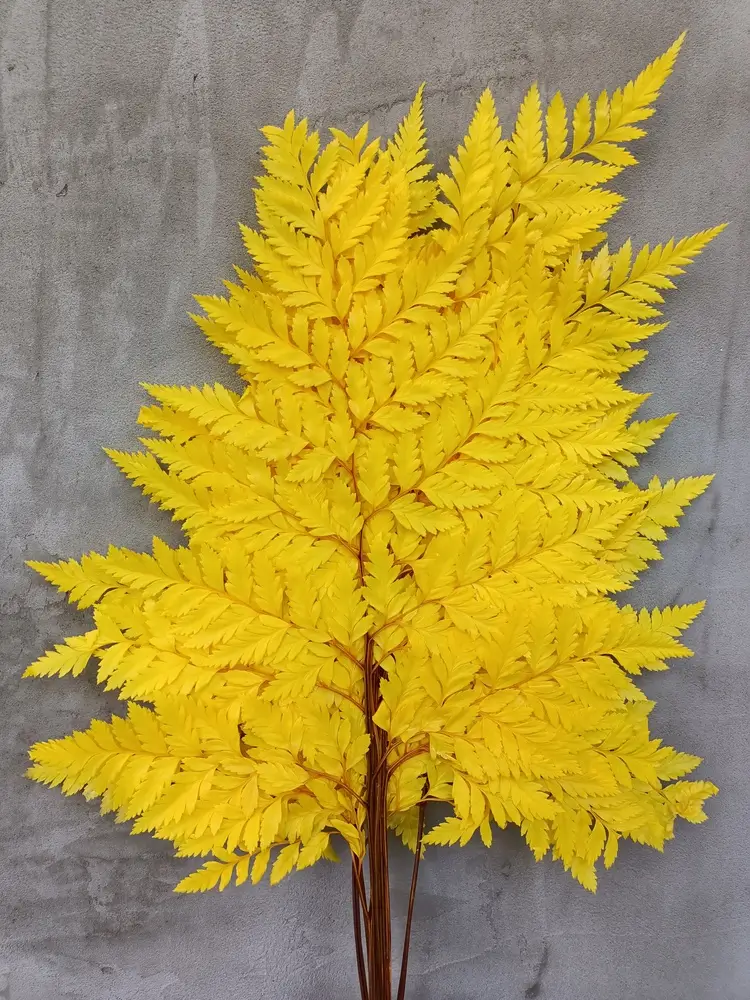 Папороть Leatherleaf fern жовта