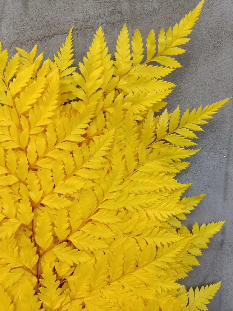 Папороть Leatherleaf fern жовта - Зображення 2