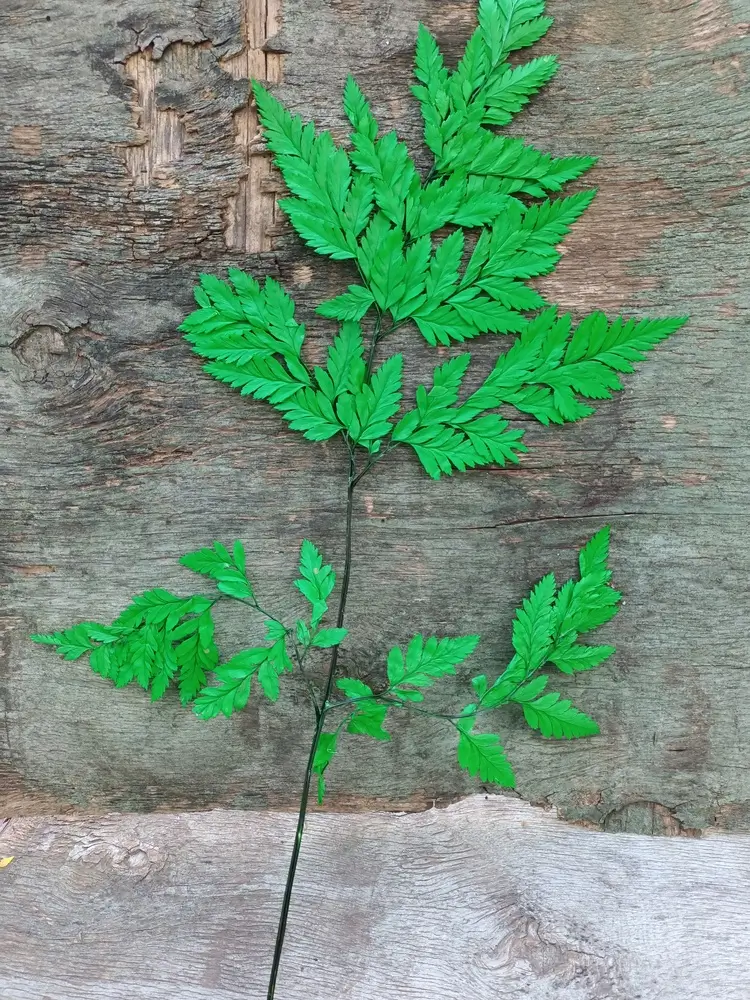 Папороть Leatherleaf fern зелена - Зображення 2