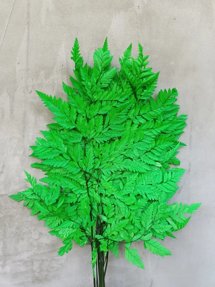 Папороть Leatherleaf fern зелена