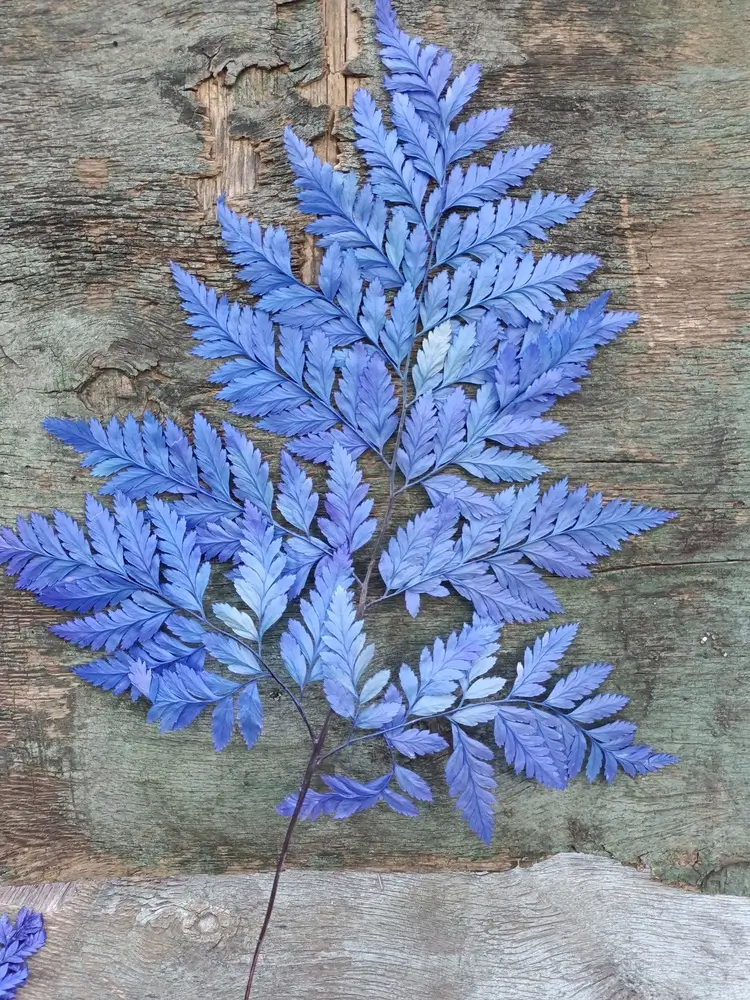 Папороть Leatherleaf fern синя неоднотонна - Зображення 2