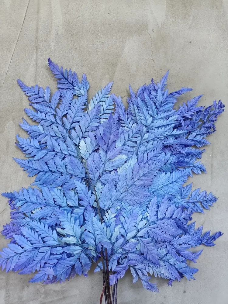 Папороть Leatherleaf fern синя неоднотонна - Зображення 3