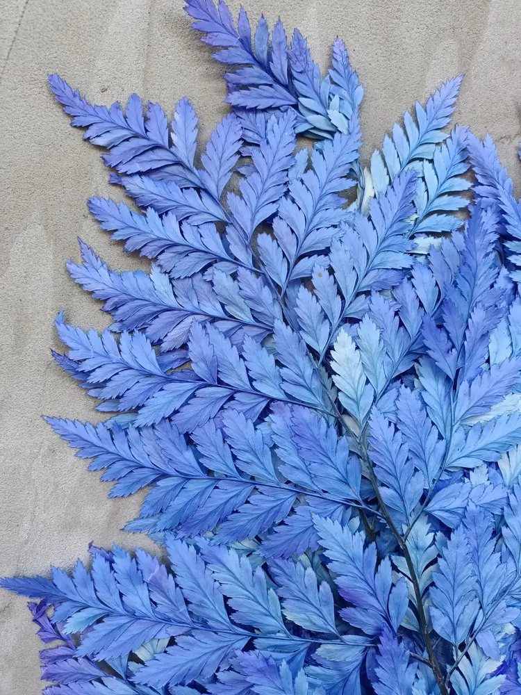 Папороть Leatherleaf fern синя неоднотонна