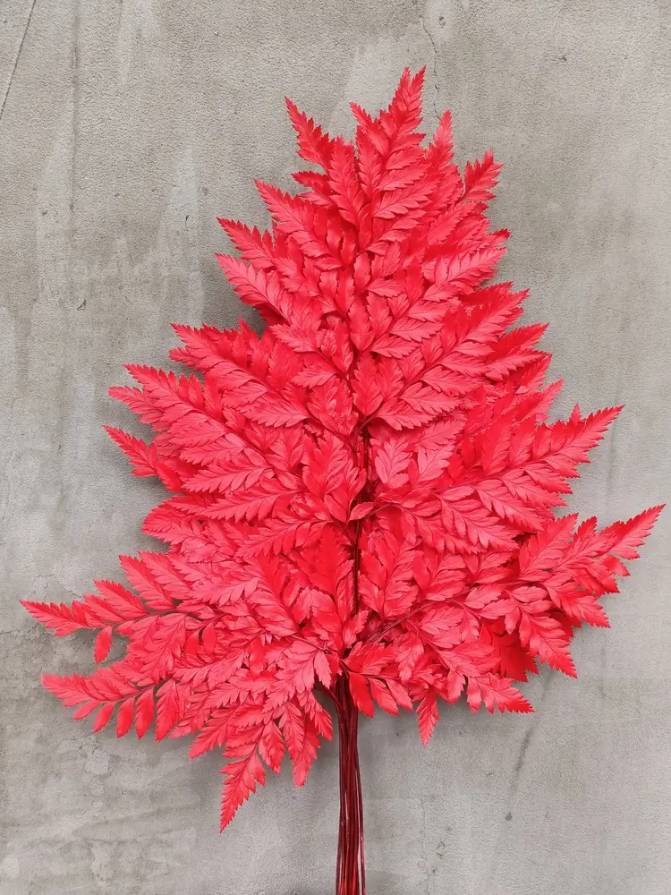 Папороть Leatherleaf fern червона
