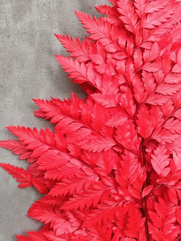 Папороть Leatherleaf fern червона - Зображення 2