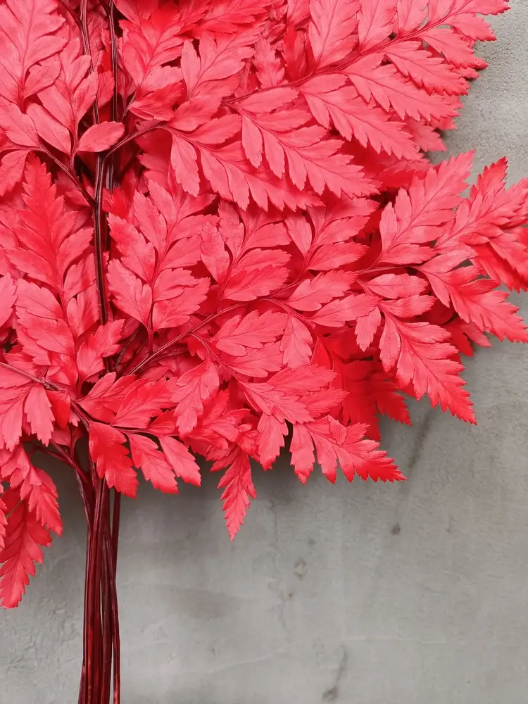 Папороть Leatherleaf fern червона - Зображення 3