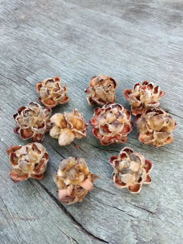 Шишки екзотичні Pubescens