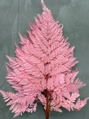 Папороть Leatherleaf fern рожева