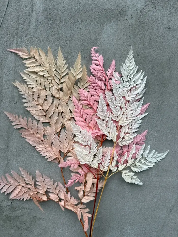 Папороть Leatherleaf fern мікс