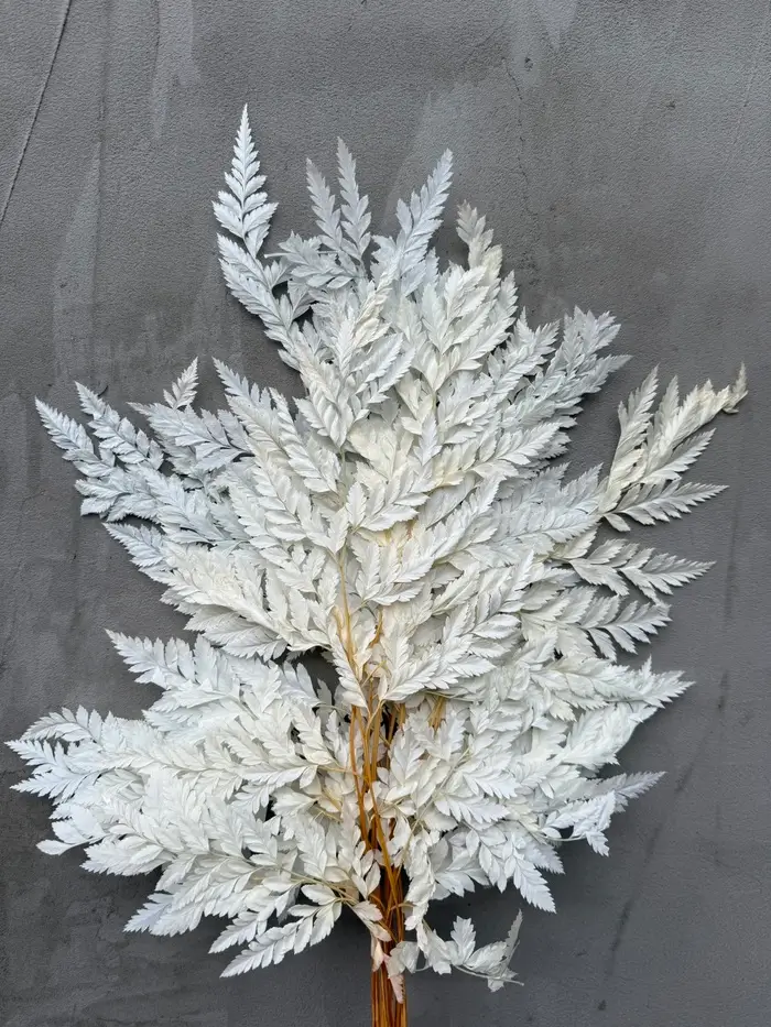 Папороть Leatherleaf fern сіро-біла неоднотона