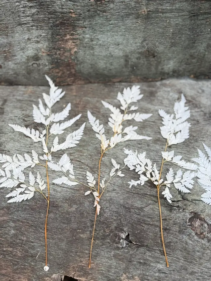 Папороть Leatherleaf fern сіро-біла неоднотона - Зображення 4