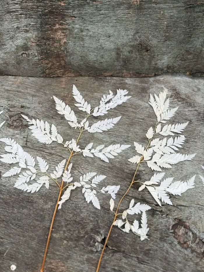 Папороть Leatherleaf fern сіро-біла неоднотона - Зображення 5