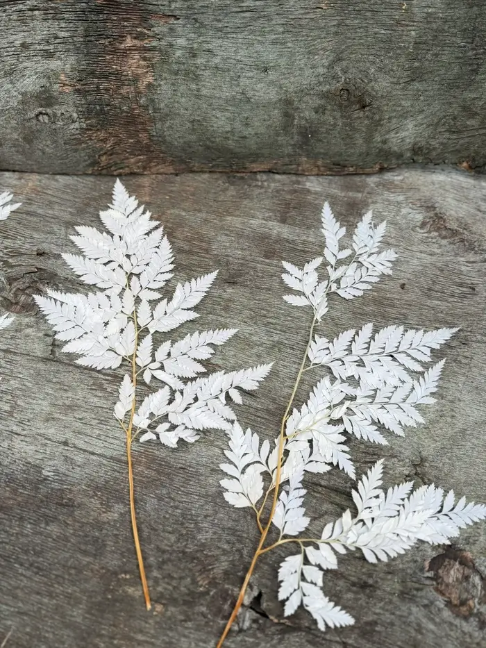 Папороть Leatherleaf fern сіро-біла неоднотона - Зображення 3
