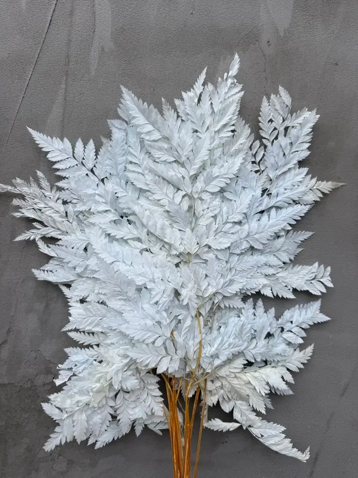 Папороть Leatherleaf fern світло-блакитна