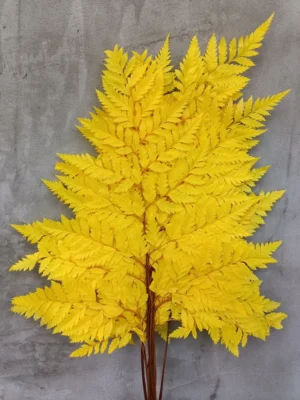 Папороть Leatherleaf fern жовта
