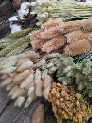 Гірська квітка