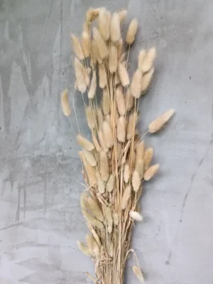 Лагурус натуральний