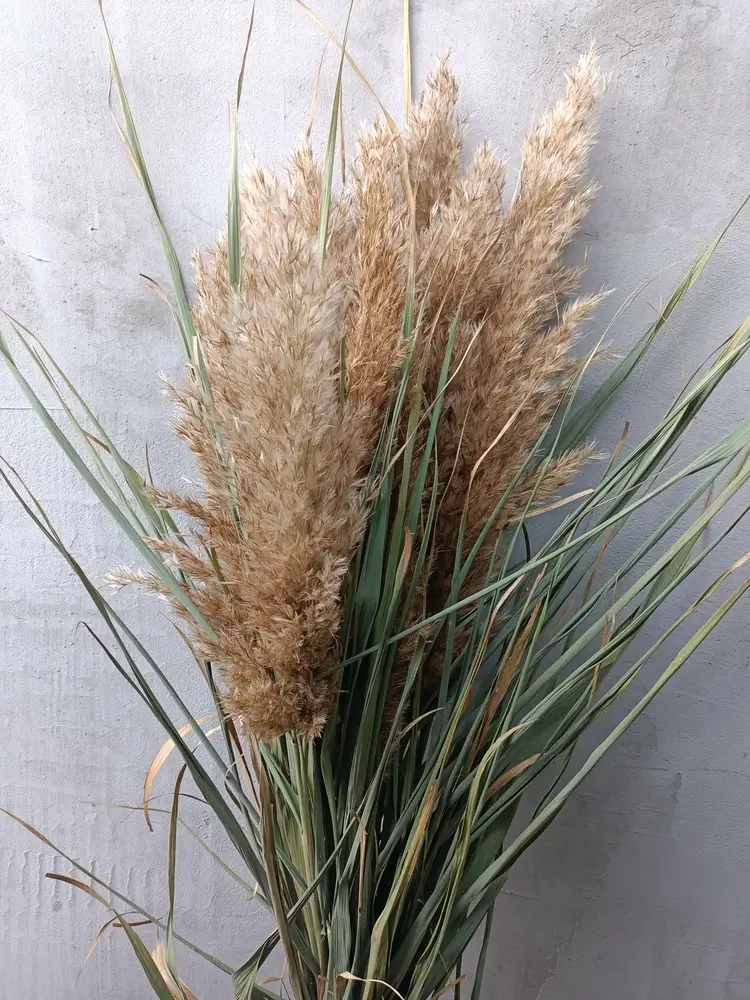 Очерет натуральний з листям - Зображення 5
