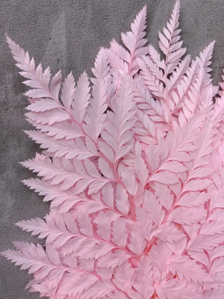 Папороть Leatherleaf fern рожева світла - Зображення 2
