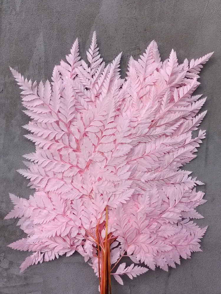 Папороть Leatherleaf fern рожева світла