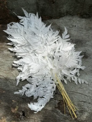Папороть Leatherleaf біла