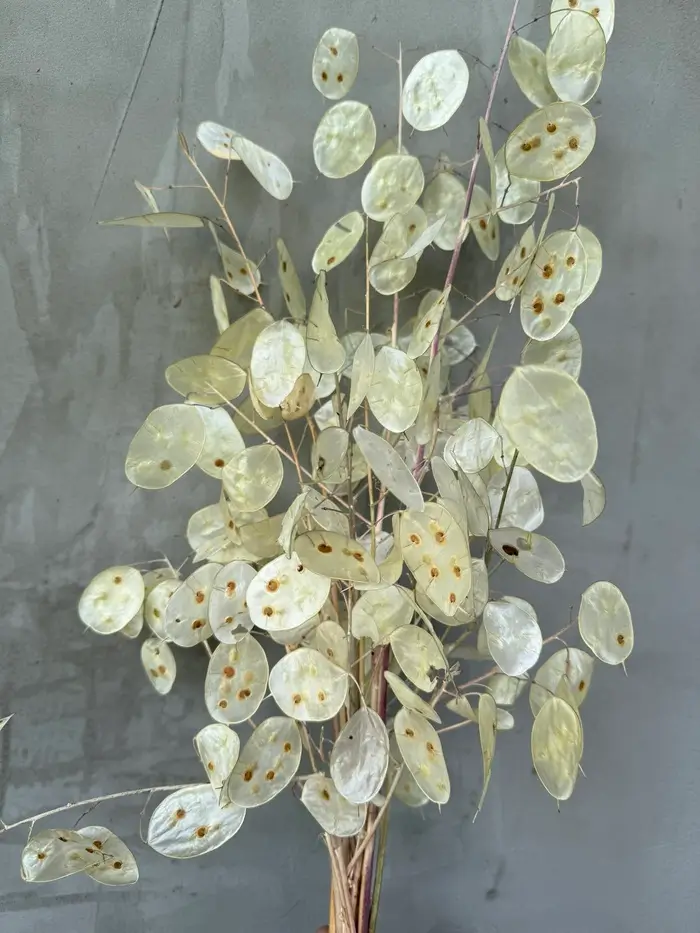 Лунарія